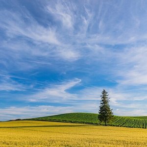 美瑛町10 大景点玩乐 Tripadvisor