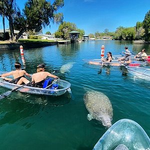 All Clear Kayak Springs & Manatees Tour Of Crystal River