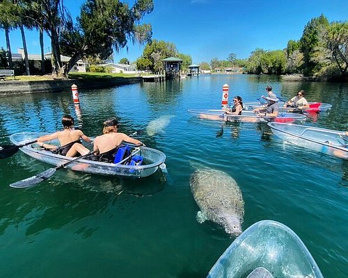 Florida Paddle Notes  Crystal River & Kings Bay