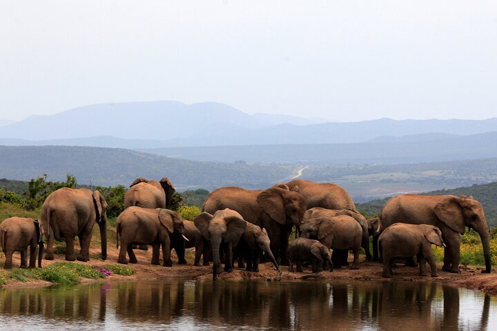 2024 Addo Elephant Ganztägige Safari Mit Traditionellem Südafrikanischen Braai Bbq 2402