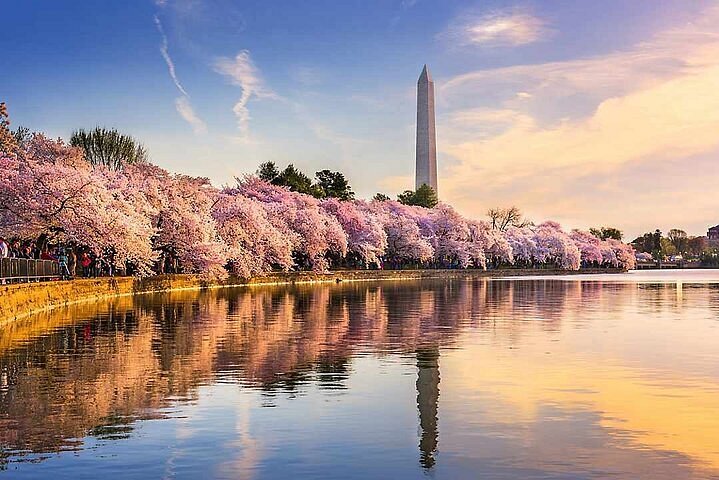 Your 2024 Philadelphia cherry blossom guide