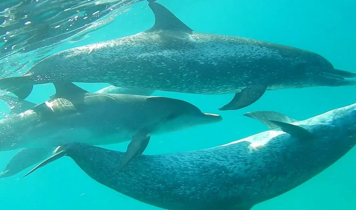 Watch Sunday Morning: Nature: Spotted dolphins - Full show on CBS