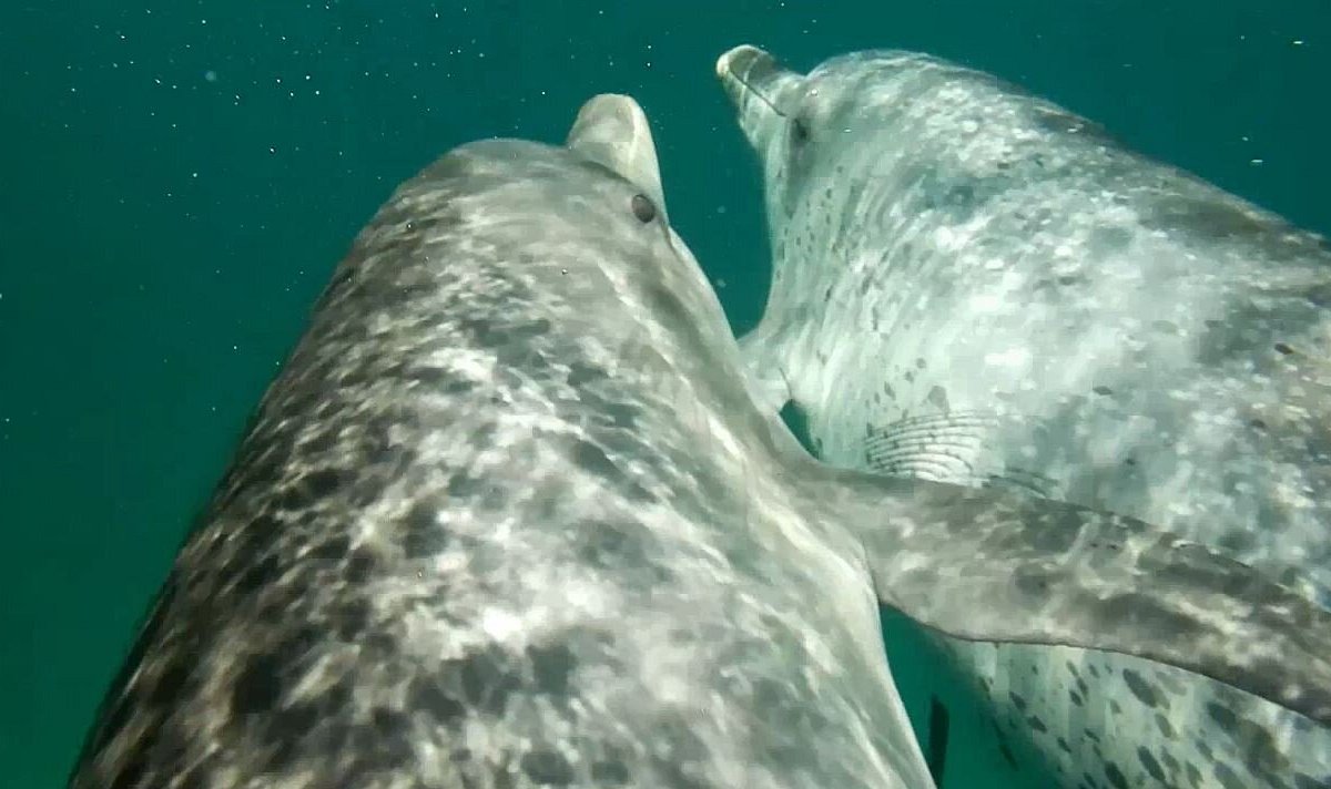 Incredible moment dolphin swims straight at surfer and almost hits him