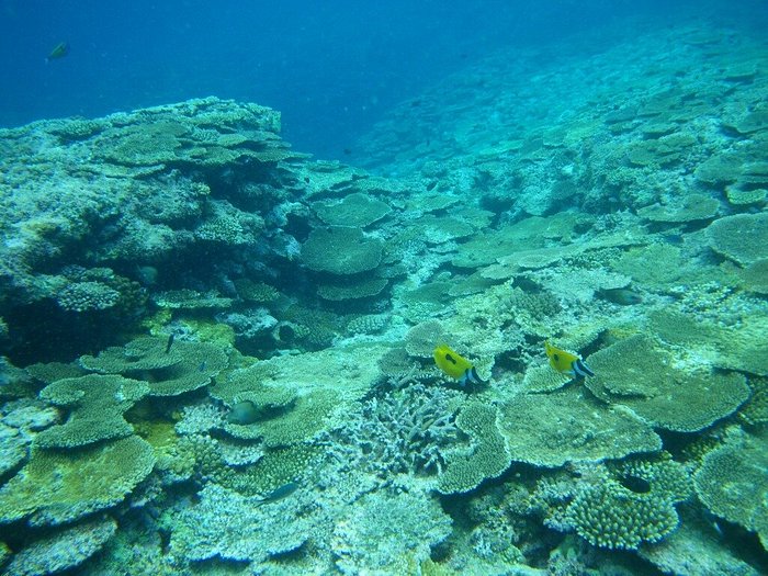 Coral обзор