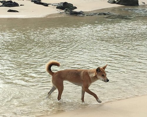 fraser island explorer day tour