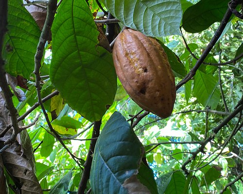 coffee tour kailua kona