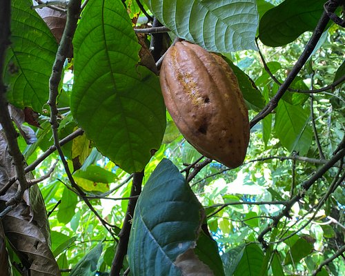 Award Winning Farm Tour: Coffee, Chocolate, & Unique Gifts Await!