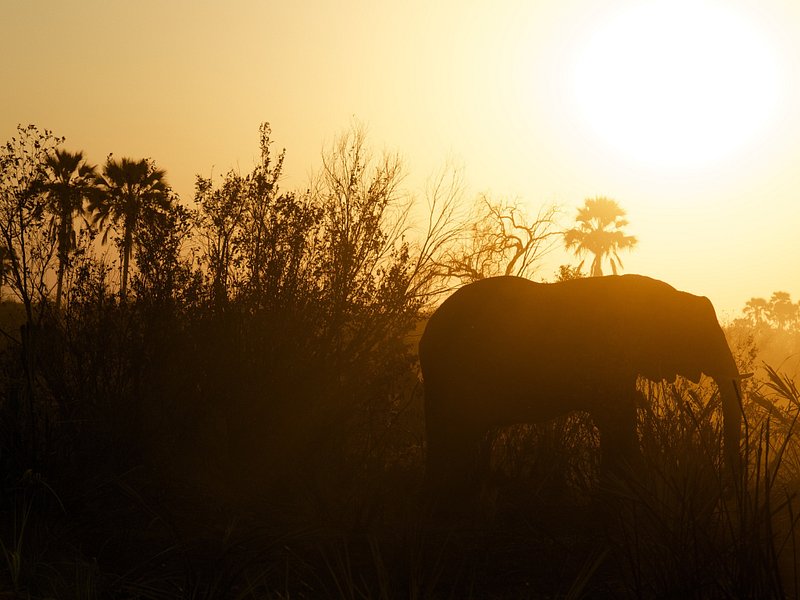 Elephant at sunset in Botswana