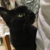 Dudethecat