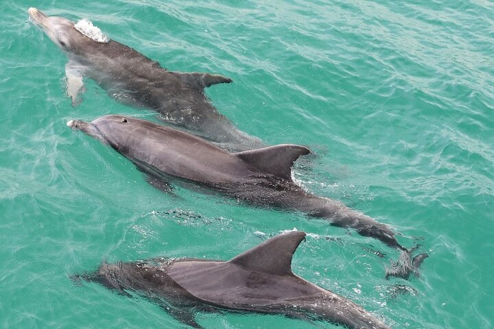 2023 Jervis Bay Dolphin Watch Cruise