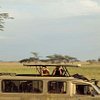 Travel Wise Safari