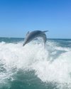 Tripadvisor | Little Toot Dolphin Adventure at Clearwater Beach ...