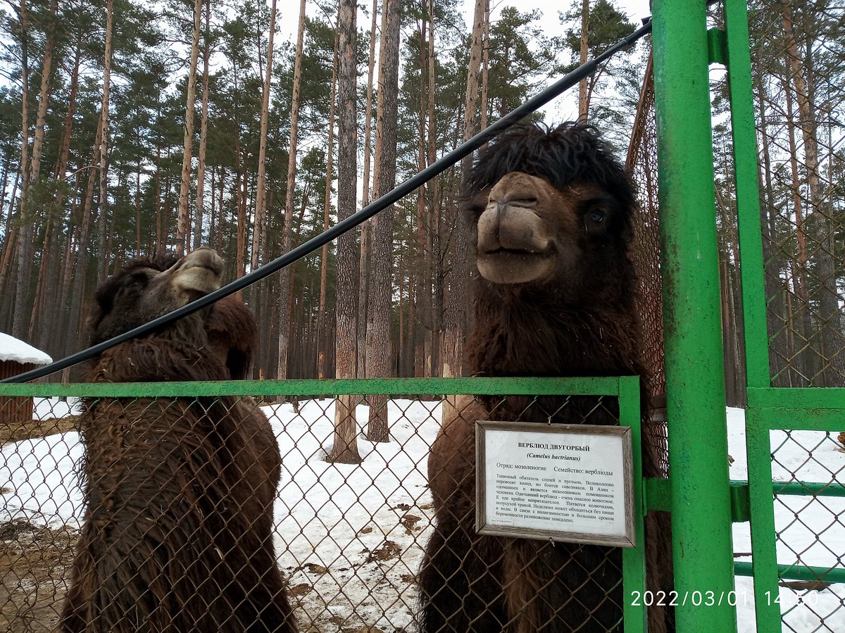 ОРЛОВСКОЕ ПОЛЕСЬЕ (Жудре) - отзывы и фото - Tripadvisor