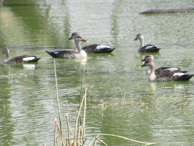 Ankasamudra Bird Sanctuary (Hospet) - All You Need to Know BEFORE You Go