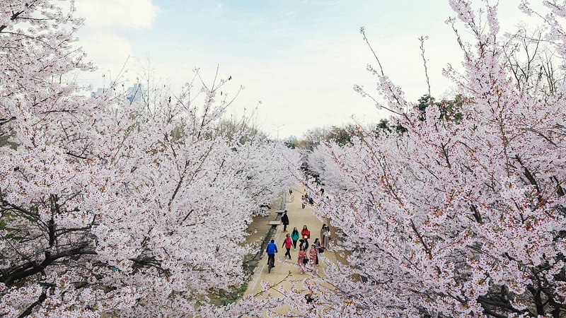 13 best places to see cherry blossoms in 2023 - Tripadvisor