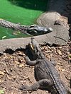 Crocodile Farm - Picture of Ko Samui, Surat Thani Province - Tripadvisor