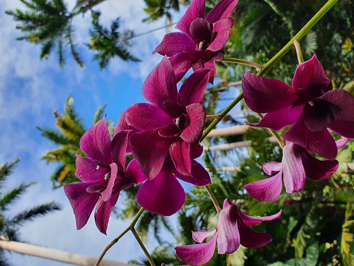 Hunte's Gardens, Barbados