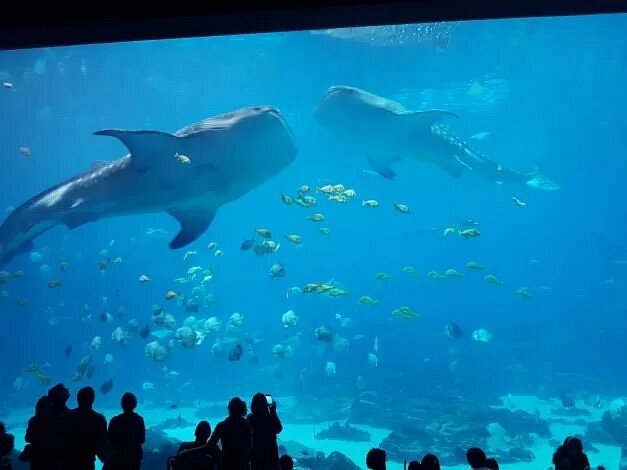 Aquarium tank with two whale sharks and a lot of fish