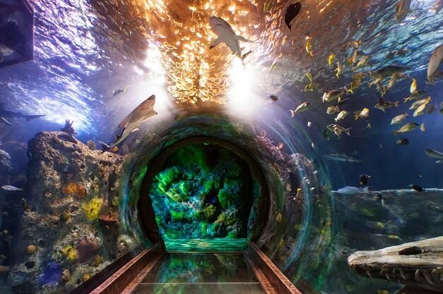 Tunnel leading through aquarium with sharks and fish