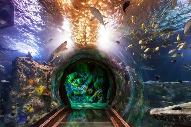 must visit places with family Tunnel leading through aquarium with sharks and fish