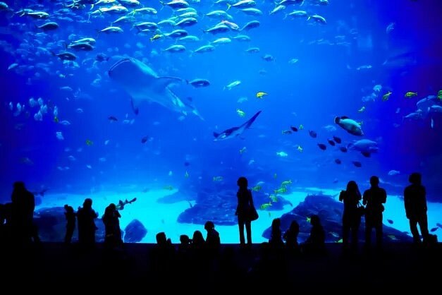 People looking at huge shark and fish tank 