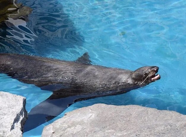 Sea lion swimming in pool