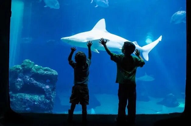 Two kids touching glass of tank with shark