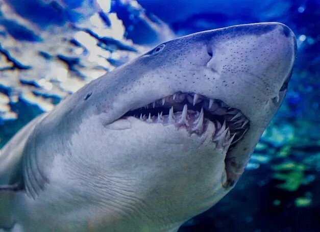Close up of shark in tank