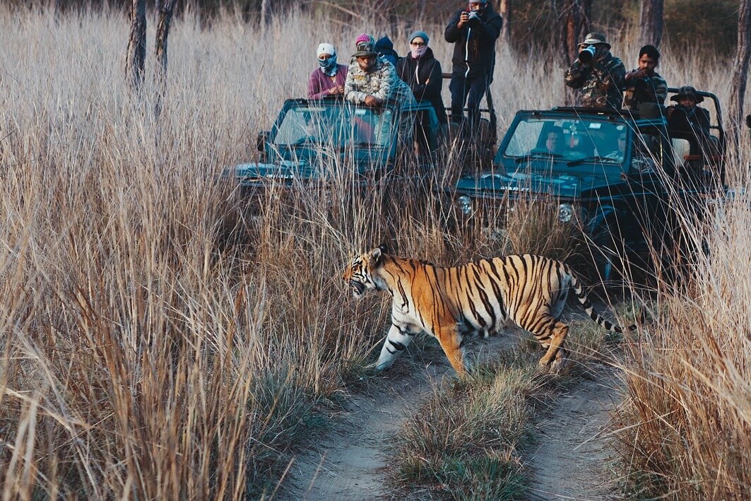 tadoba safari booking chandrapur