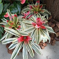 San Diego Botanic Garden (Encinitas) - All You Need to Know BEFORE You Go