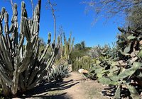 are dogs allowed at fullerton arboretum