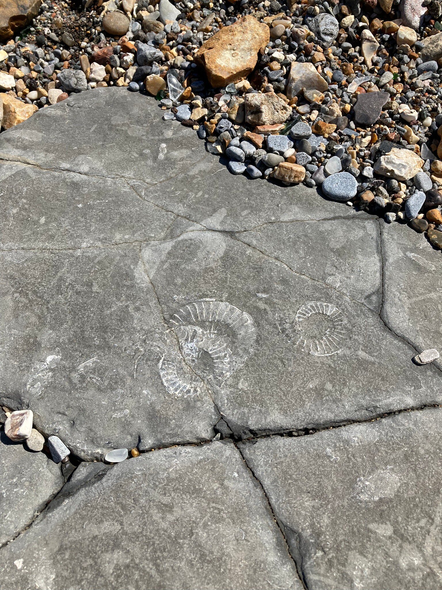 FOSSIL HUNTING WALKS (Lyme Regis) - All You Need To Know BEFORE You Go