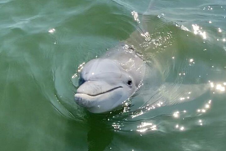90-Minute Private Dolphin Tour in Hilton Head Island