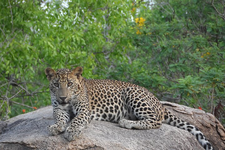 leopard safari tour yala