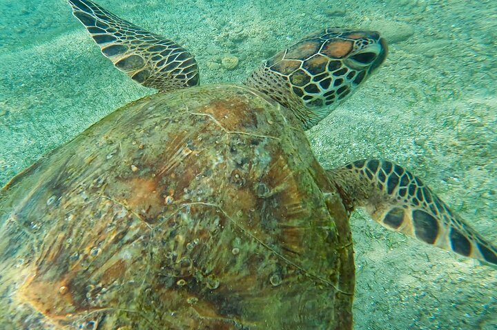 2023 Snorkeling Turtles In Mirissa