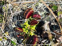 Stanley Rehder Carnivorous Plant Garden – Gardens Visitor