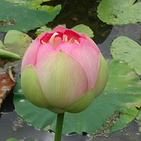 Blue Lotus Water Garden (Yarra Junction): All You Need to Know