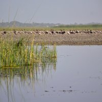 Nalsarovar Bird Sanctuary - All You Need to Know BEFORE You Go