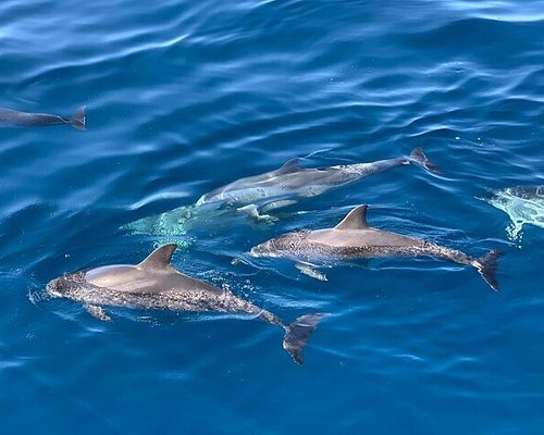 dolphin excursion gran canaria