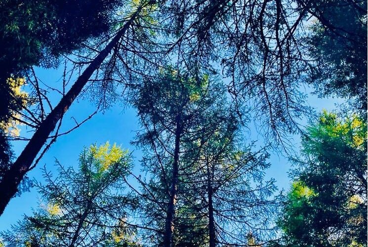 “Trees are sanctuaries.” - Herman Hesse