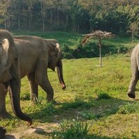 Lanna Kingdom Elephant Sanctuary (Chiang Mai) - All You Need to Know ...