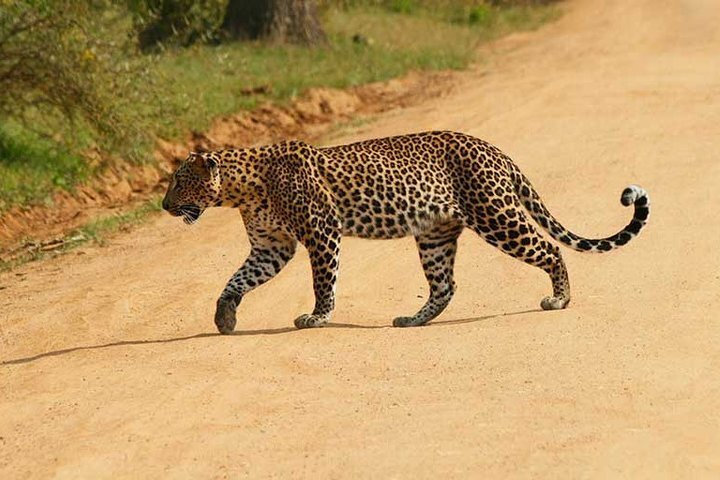 2024 Yala Safari Private Day Tour From Kaluthara/Beruwala/Bentota ...