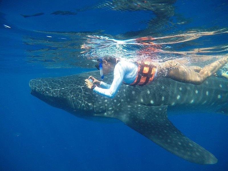 A woman swimming with a whale shark in Cancun in May