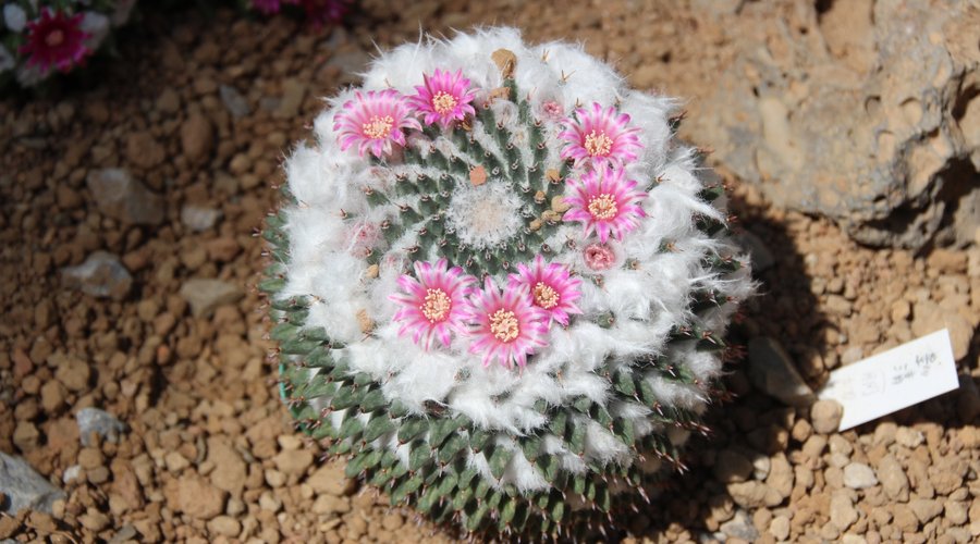 乾燥地植物室のサボテン