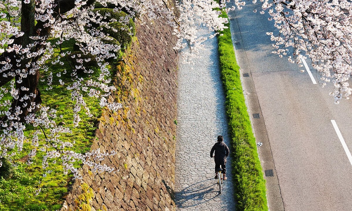 桜並木の歩道で自転車をこぐ男性