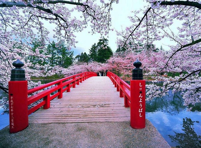 弘前公園の桜