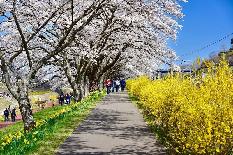 桜並木を歩く歩行者