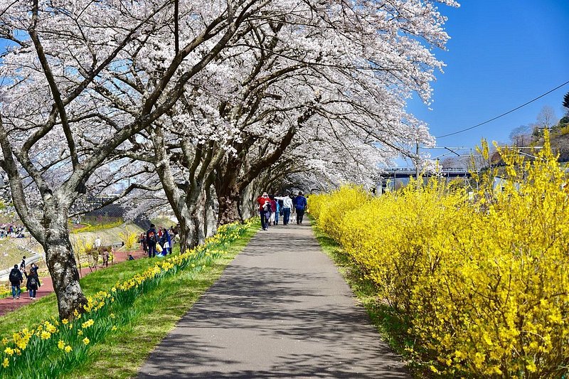 桜並木を歩く歩行者