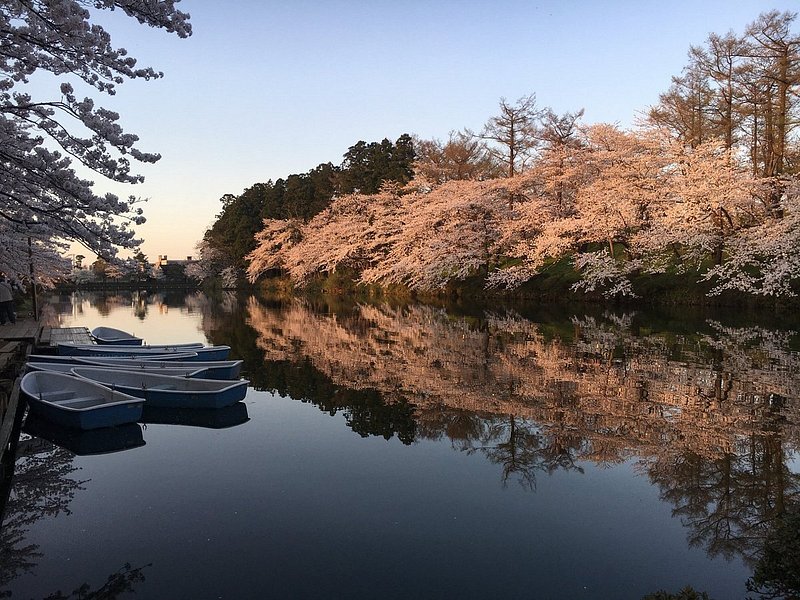水辺に映る桜