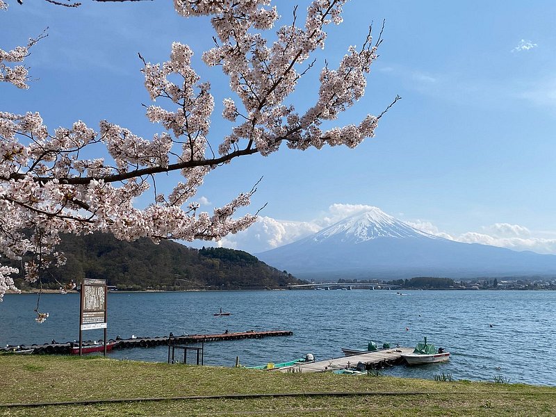 富士山を背に映る桜